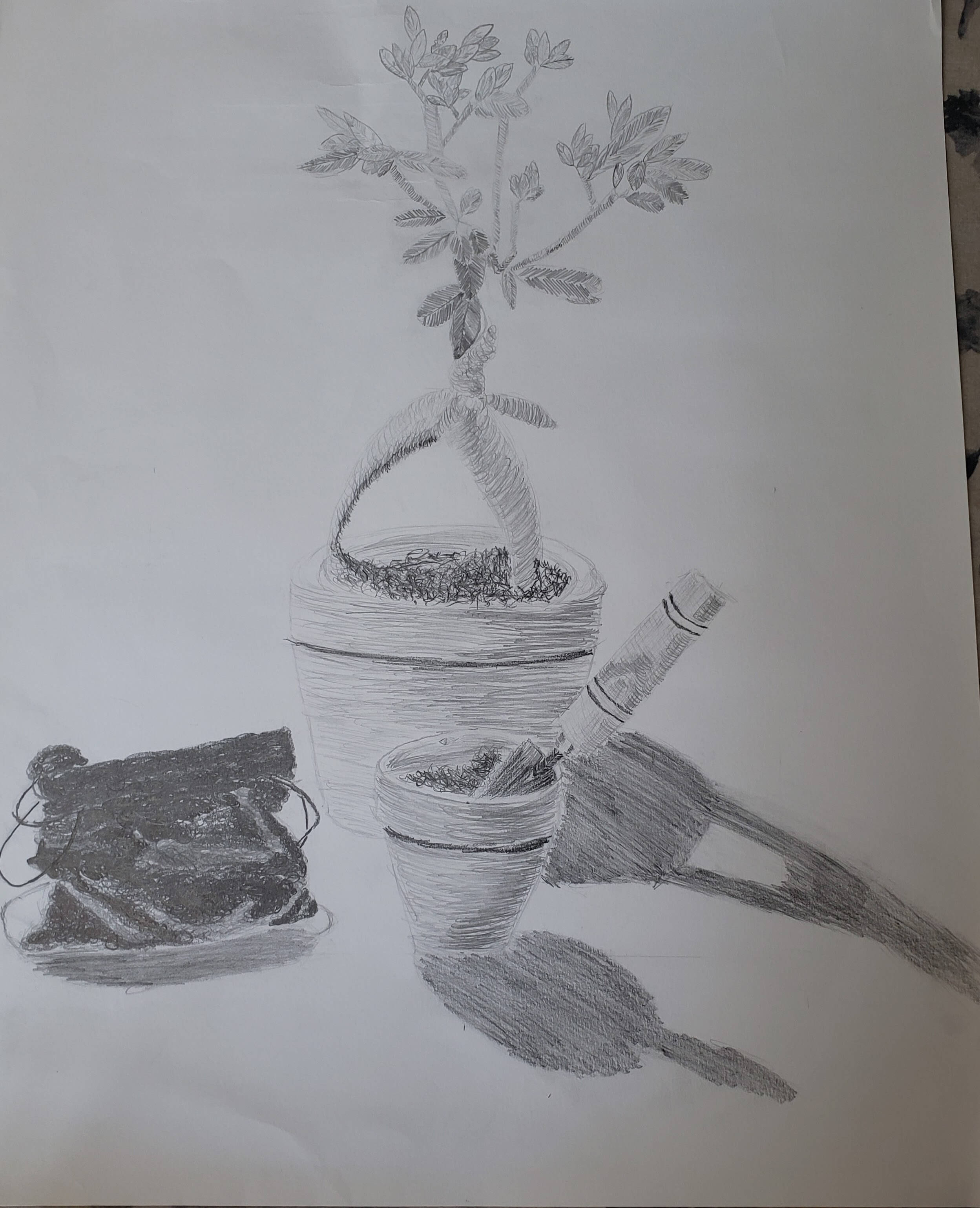 dessin au crayon d'une plante et d'un petit sac en velours